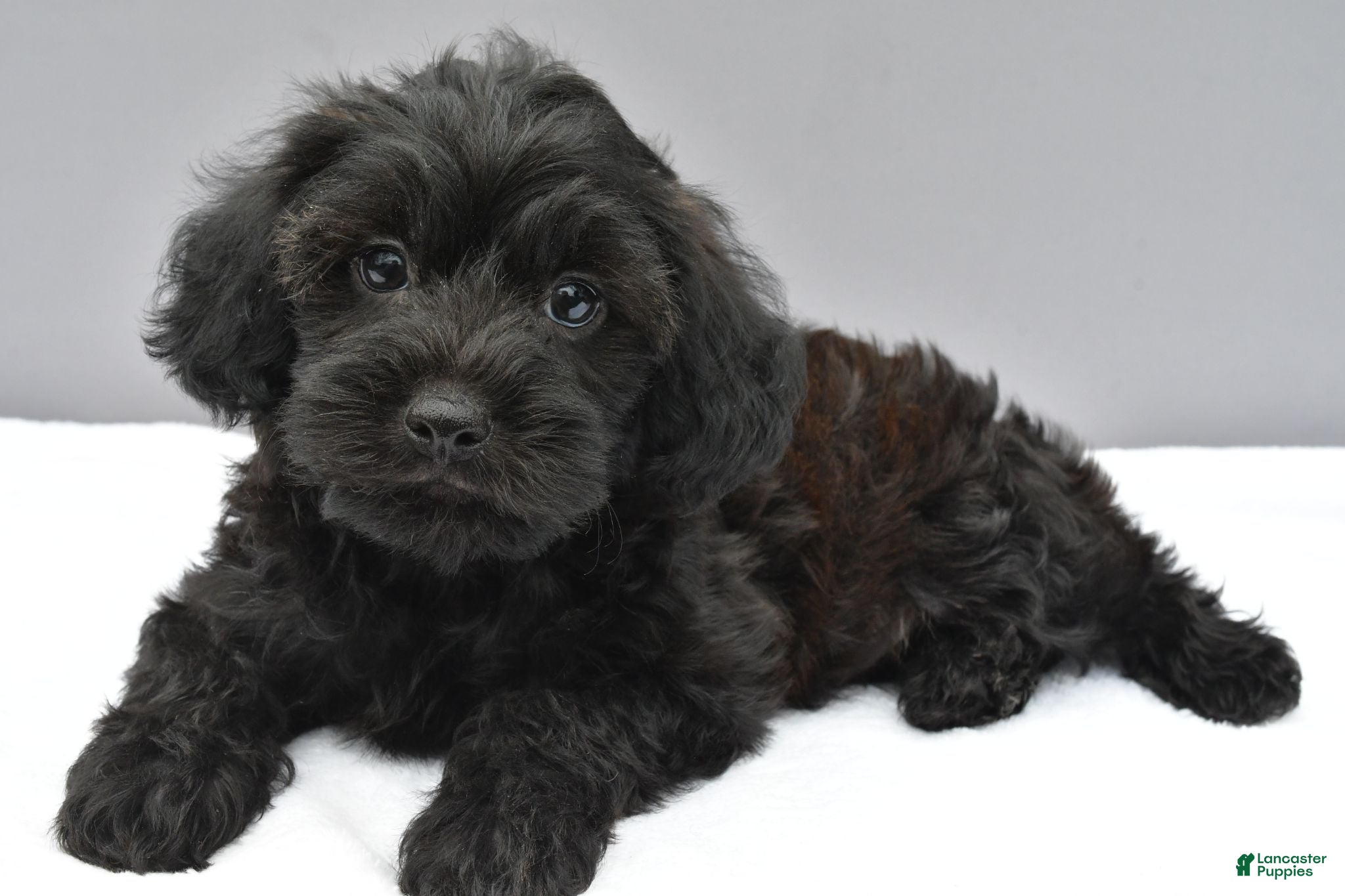 Yorkiepoo dogs Stormy - Ad 1