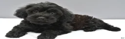 Yorkiepoo dogs for sale: Stormy - Ad 1