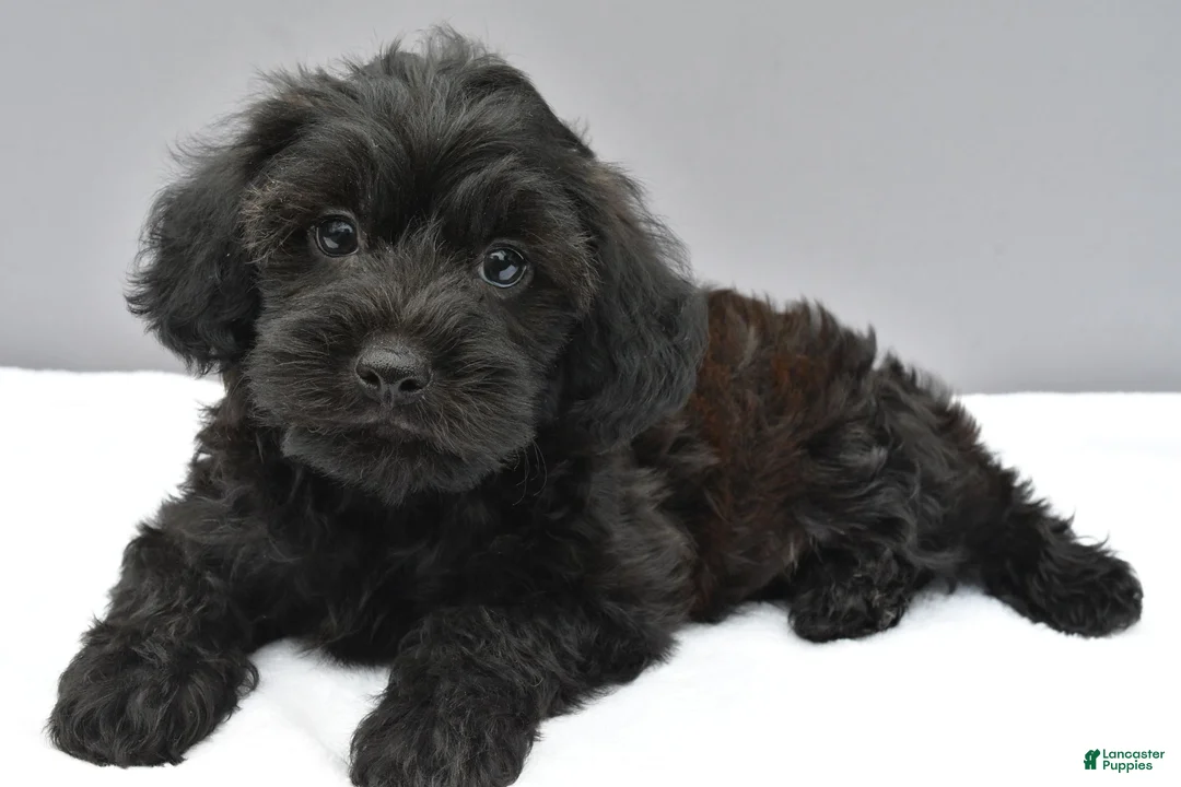 Yorkiepoo dogs for sale: Stormy - Ad 1