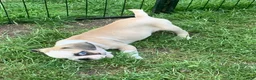 Frug dogs for sale: Rabbit - Ad 4