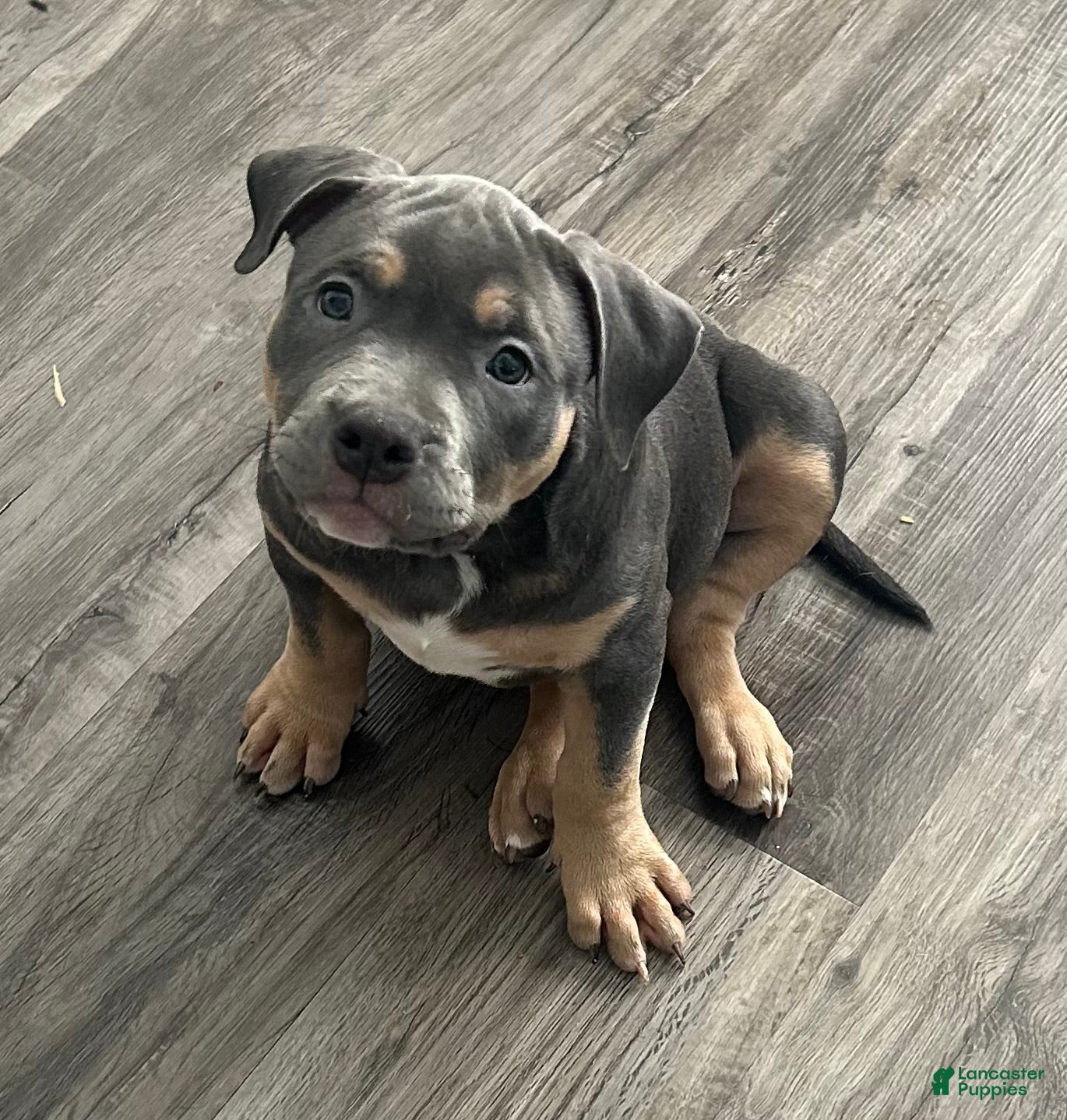 American Bully dogs American Bully 5 - Ad 35