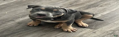 American Bully 5