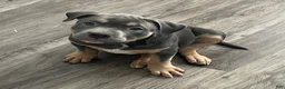 American Bully dogs for sale: American Bully 5 - Ad 1
