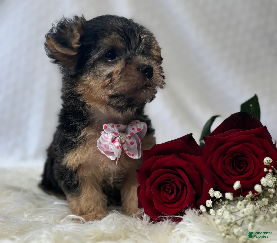 Morkie dogs for sale: Alexis - Ad 5