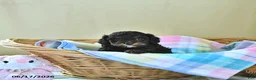 Cavapoo dogs for sale: Bella Mia - Ad 4