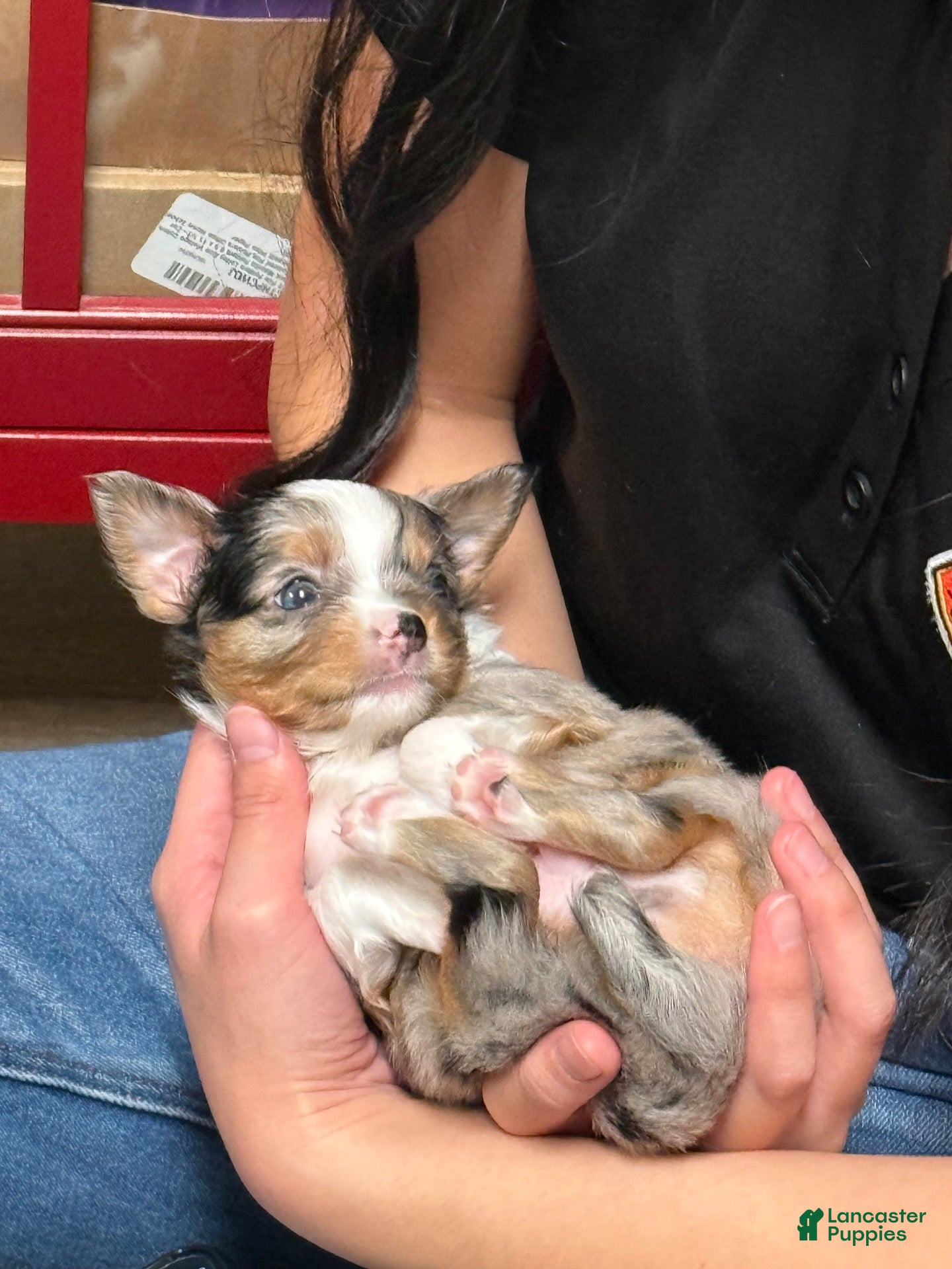 Chihuahua dogs Lucas  - Ad 19