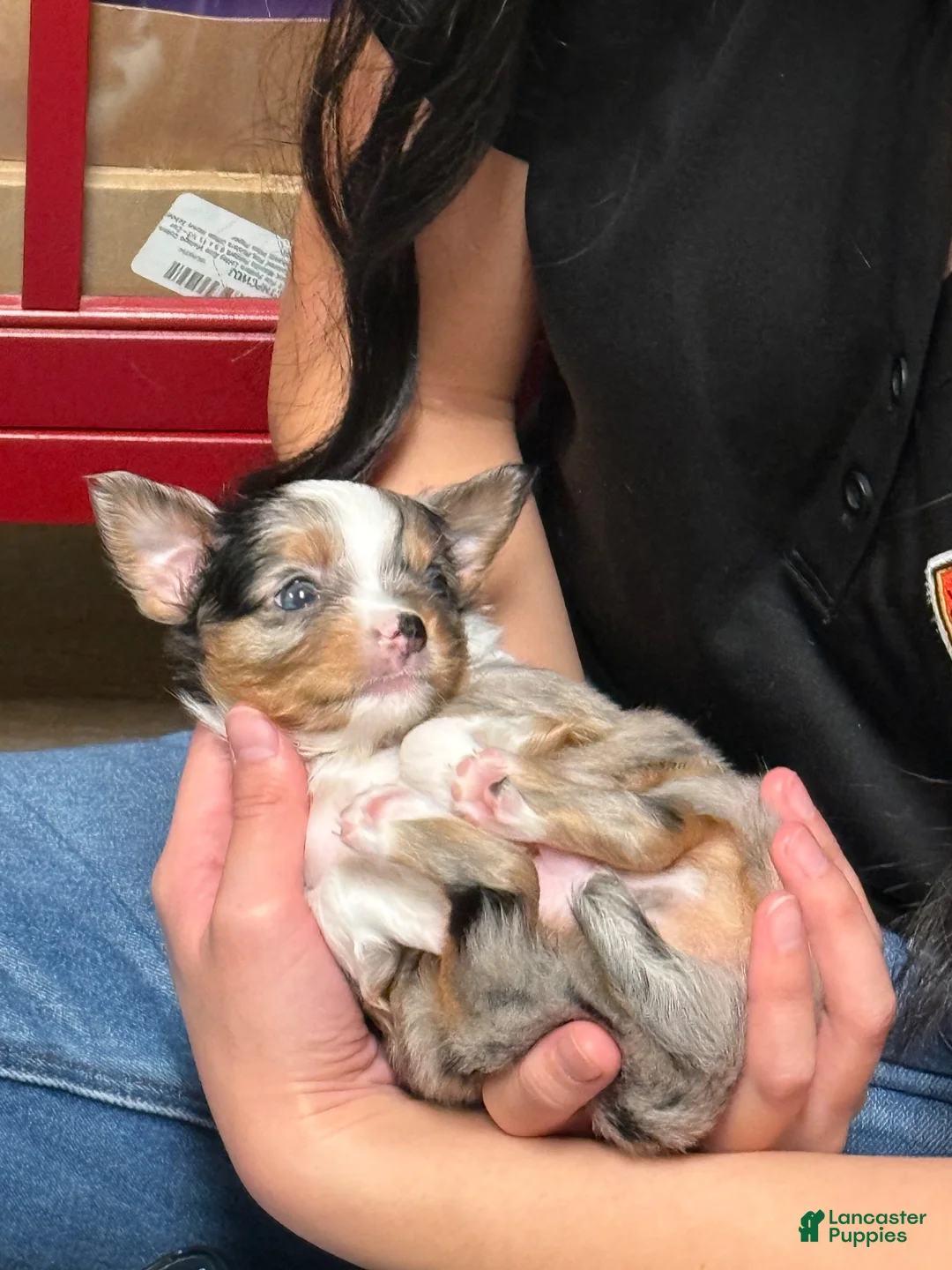 Chihuahua dogs for sale: Lucas  - Ad 1
