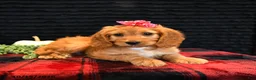 Cavapoo dogs for sale: Ocean - Ad 3