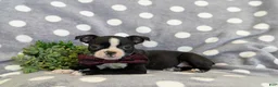 Boston Terrier dogs for sale: Putnam - Ad 4