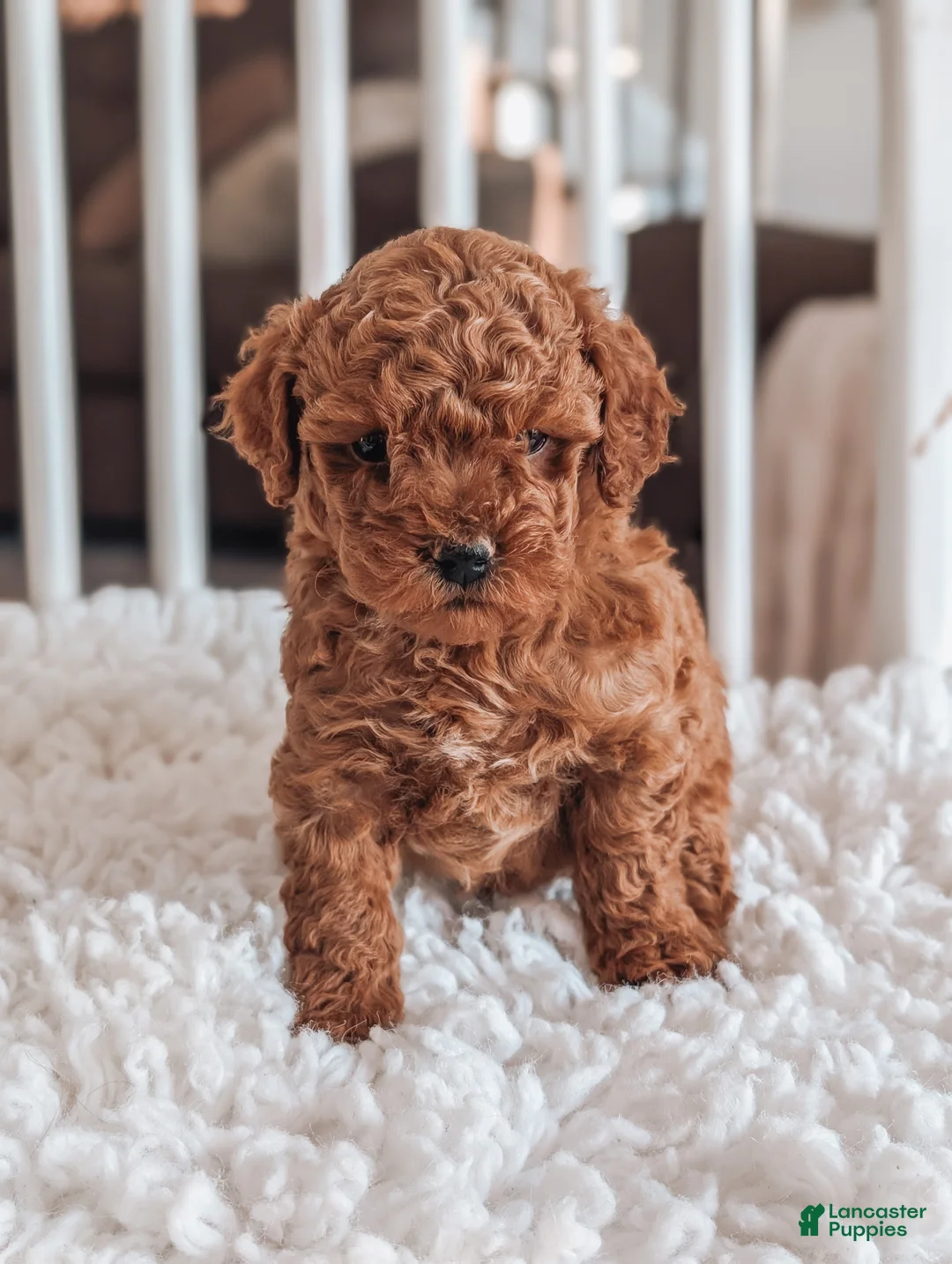 Maltipoo dogs for sale: Jasper - Ad 2