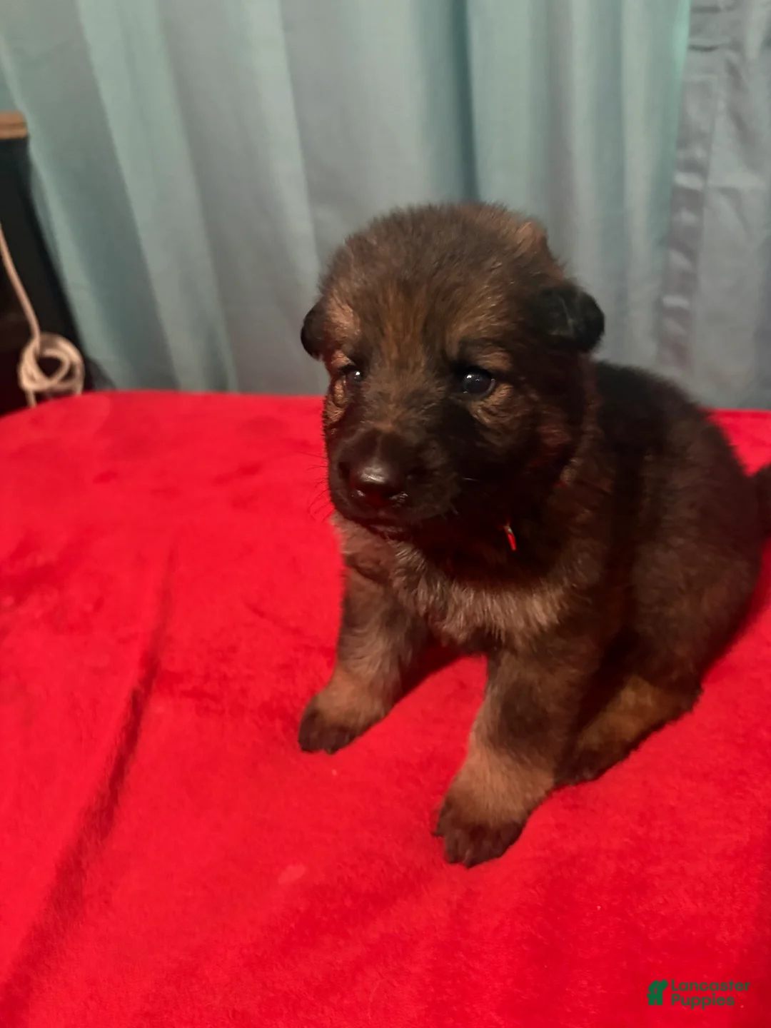 German Shepherd dogs for sale: Blossom  - Ad 1