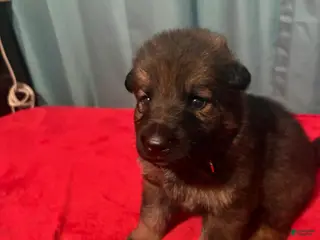 German Shepherd dogs for sale: Blossom - Ad 3