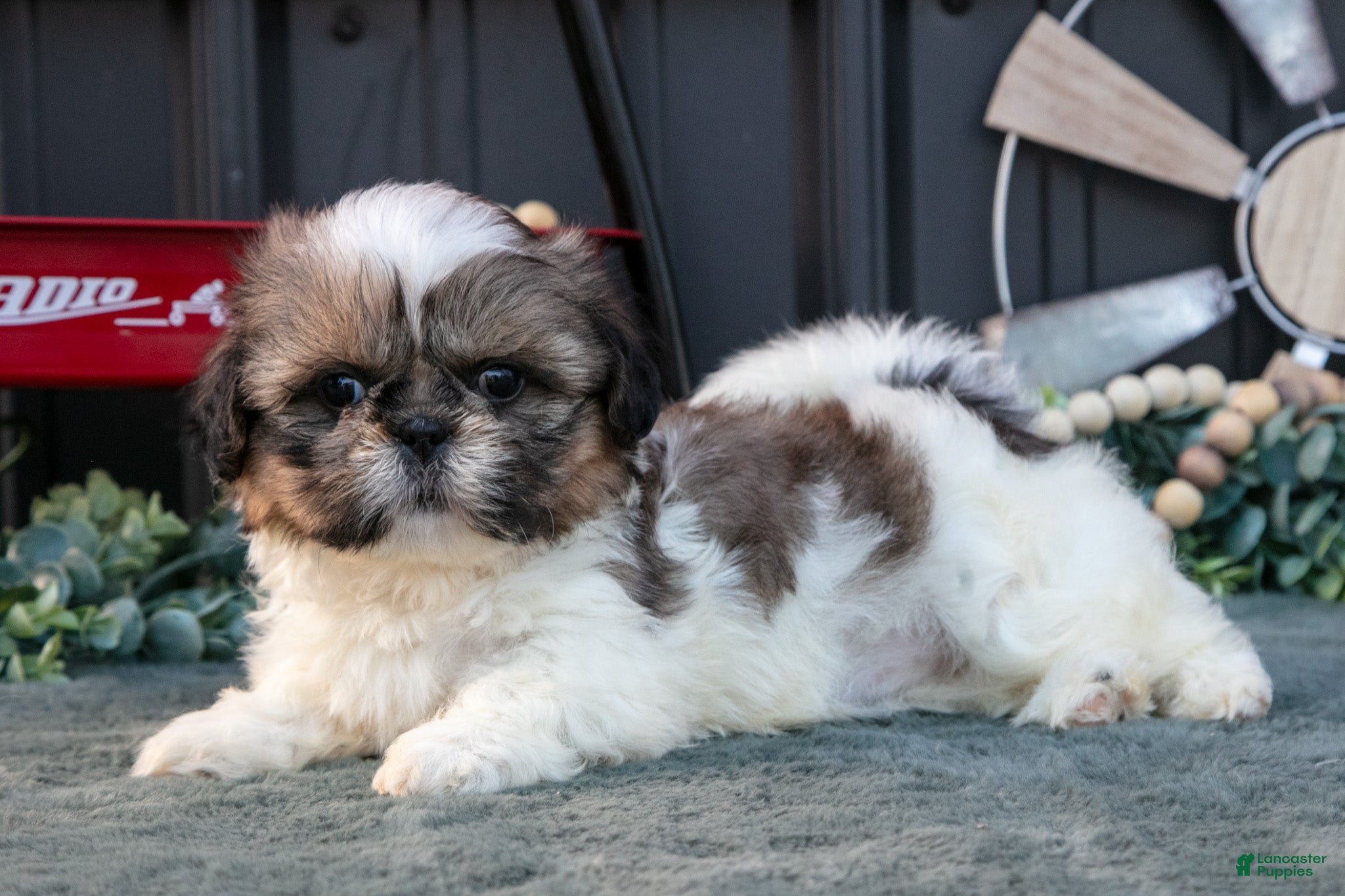 Shih Tzu dogs Margaret - Ad 1