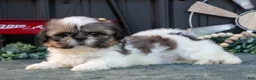 Shih Tzu dogs for sale: Margaret - Ad 1