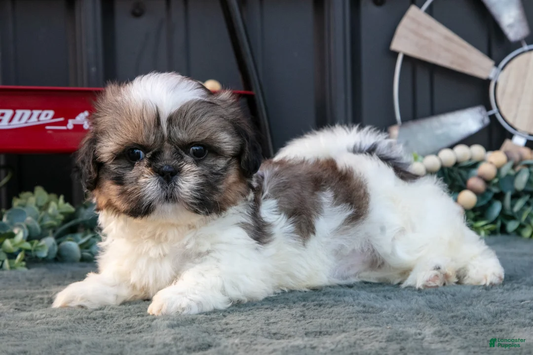 Shih Tzu dogs for sale: Margaret - Ad 1