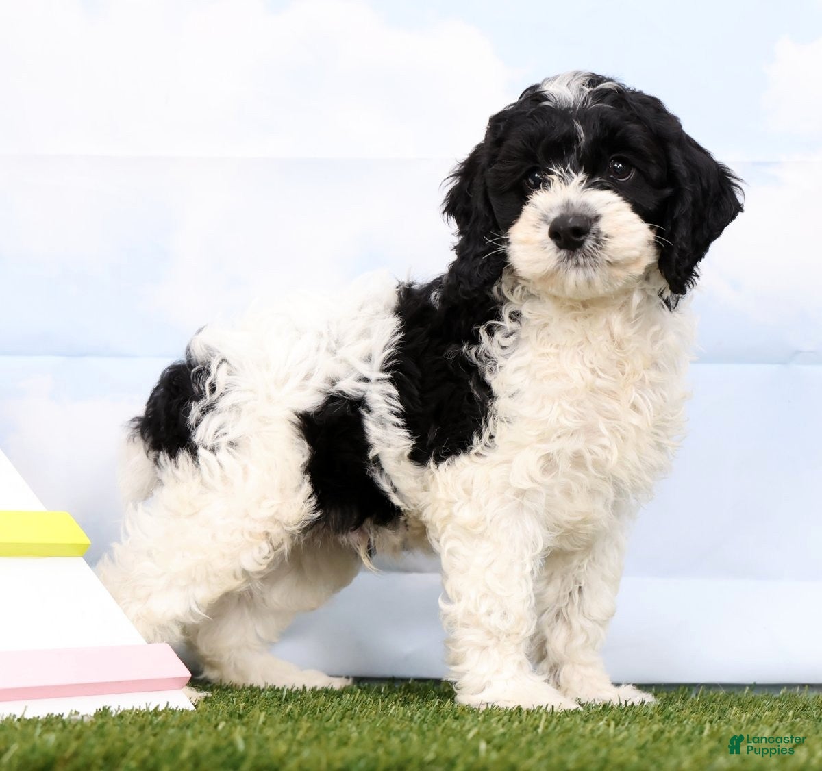Cockapoo dogs Gabe - Ad 1