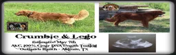 Golden Retriever dogs for sale: Poseidon~Green Collar - Ad 9