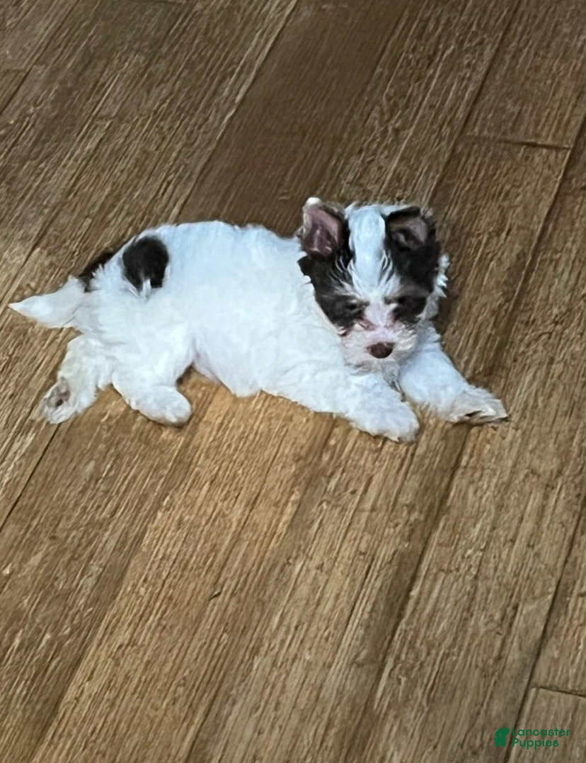 Biewer Terrier dogs Biewer Terrier Puppy 1 - Ad 16