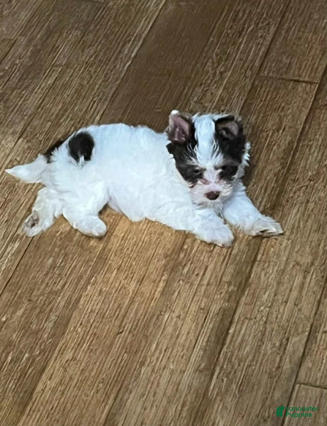 Biewer Terrier dogs for sale: Biewer Terrier Puppy 1 - Ad 1