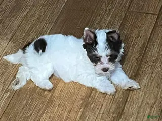 Biewer Terrier dogs Biewer Terrier Puppy 1 - Ad 16