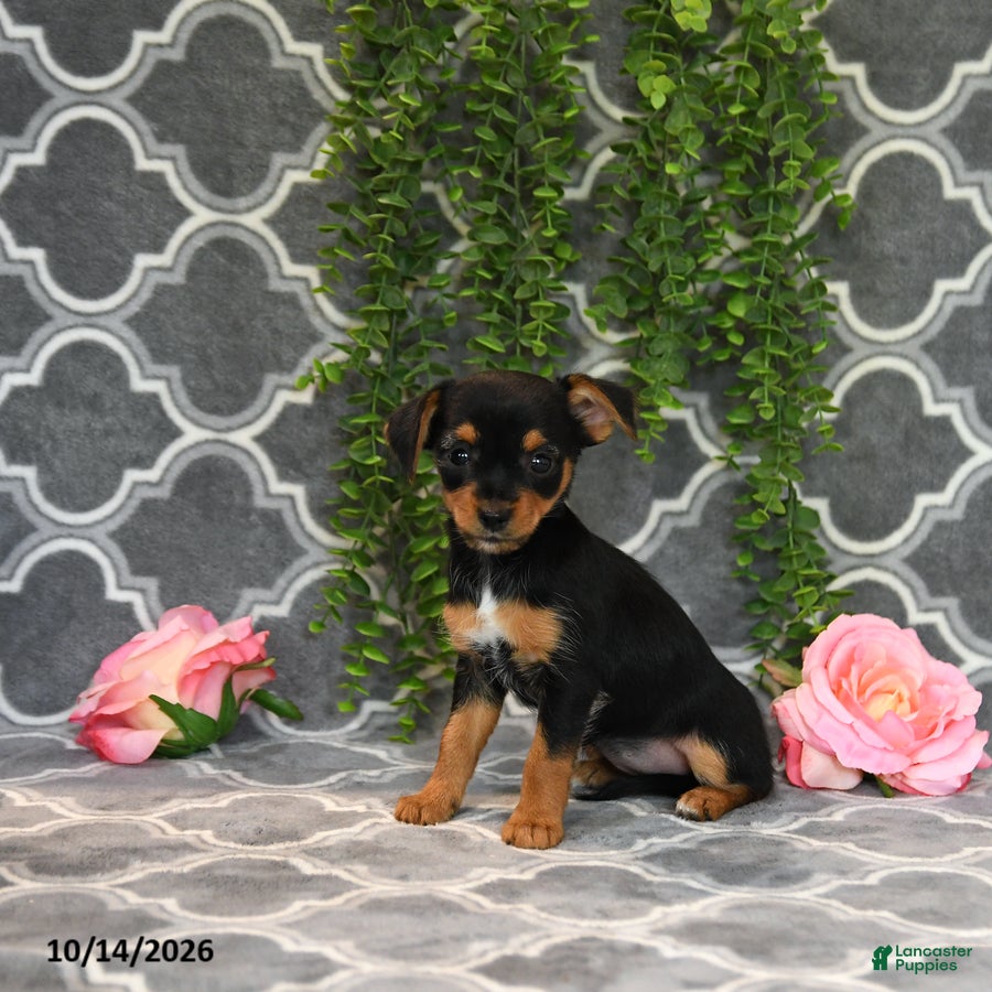 Chorkie dogs for sale: Kendra - Ad 4