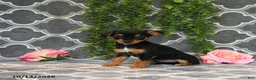 Chorkie dogs for sale: Kendra - Ad 1