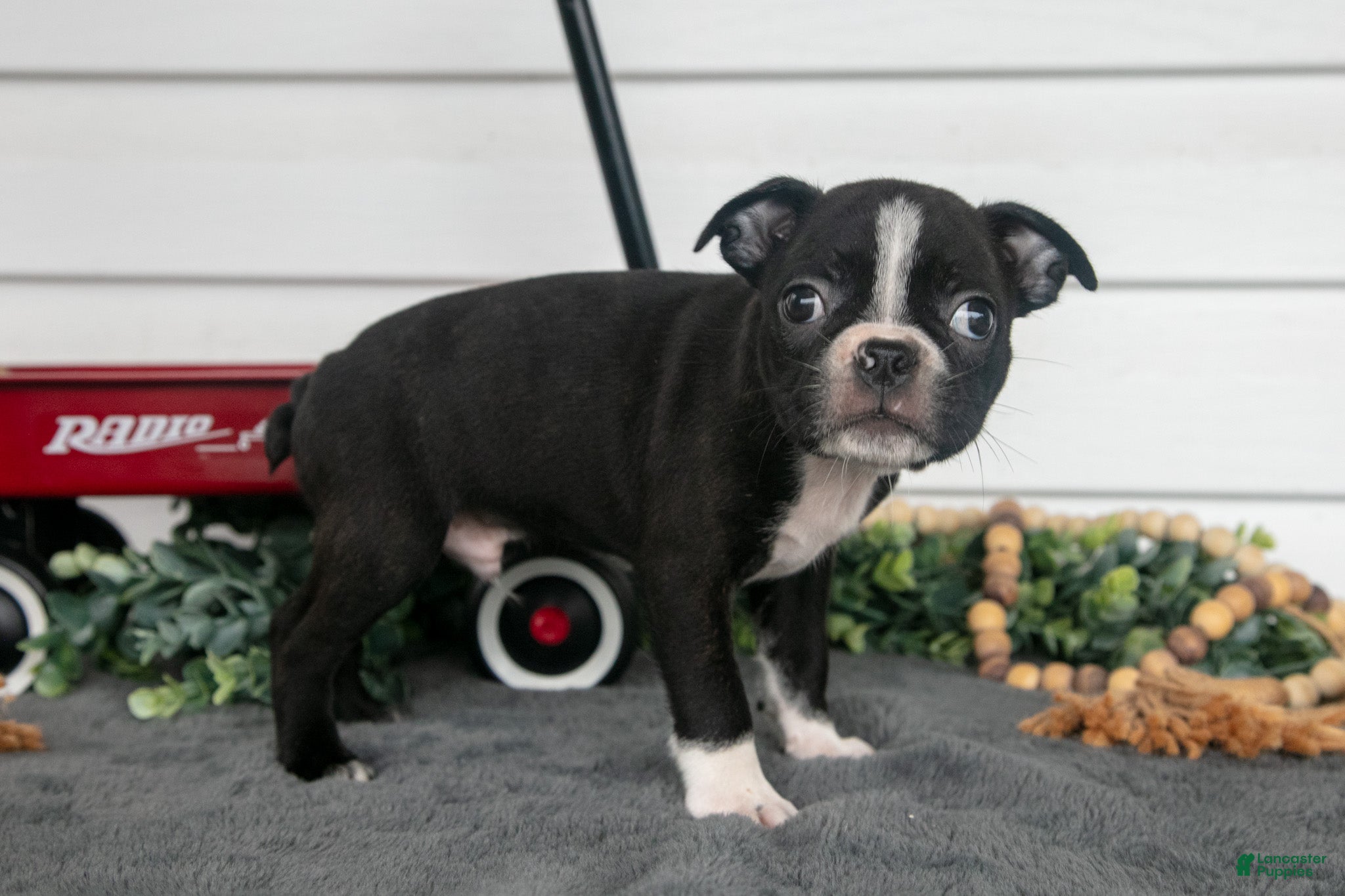 Boston Terrier dogs Hershey - Ad 2