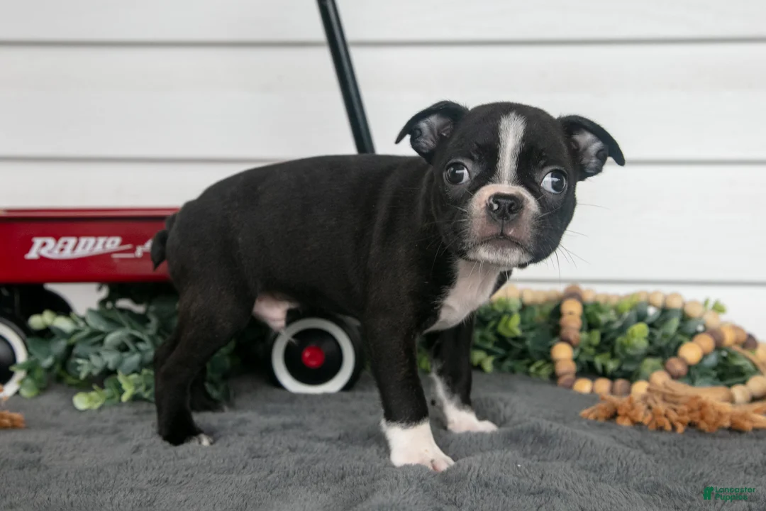 Boston Terrier dogs for sale: Hershey - Ad 2