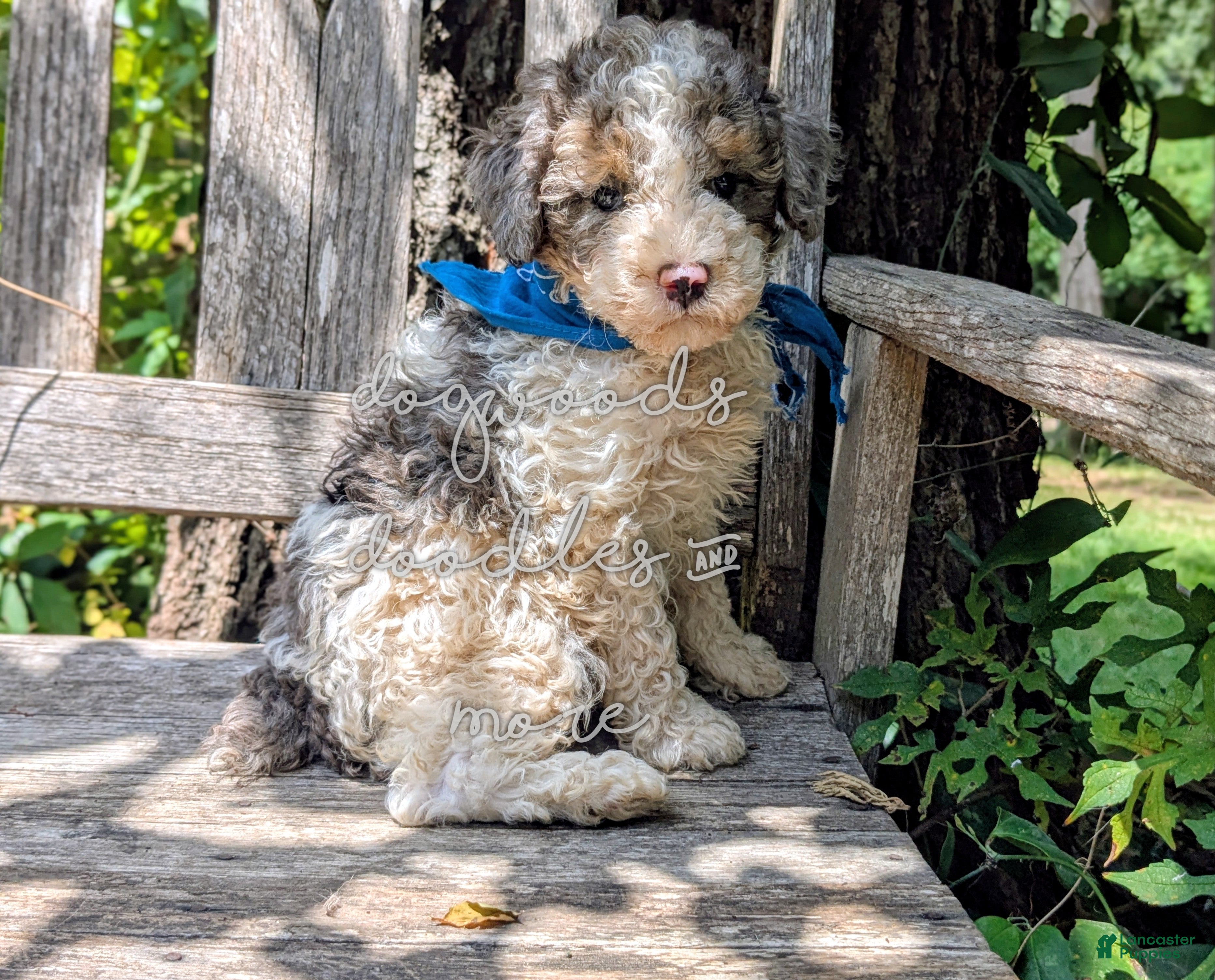 Miniature Poodle dogs Leonardo  - Ad 1