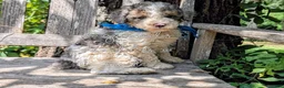 Miniature Poodle dogs for sale: Leonardo  - Ad 1