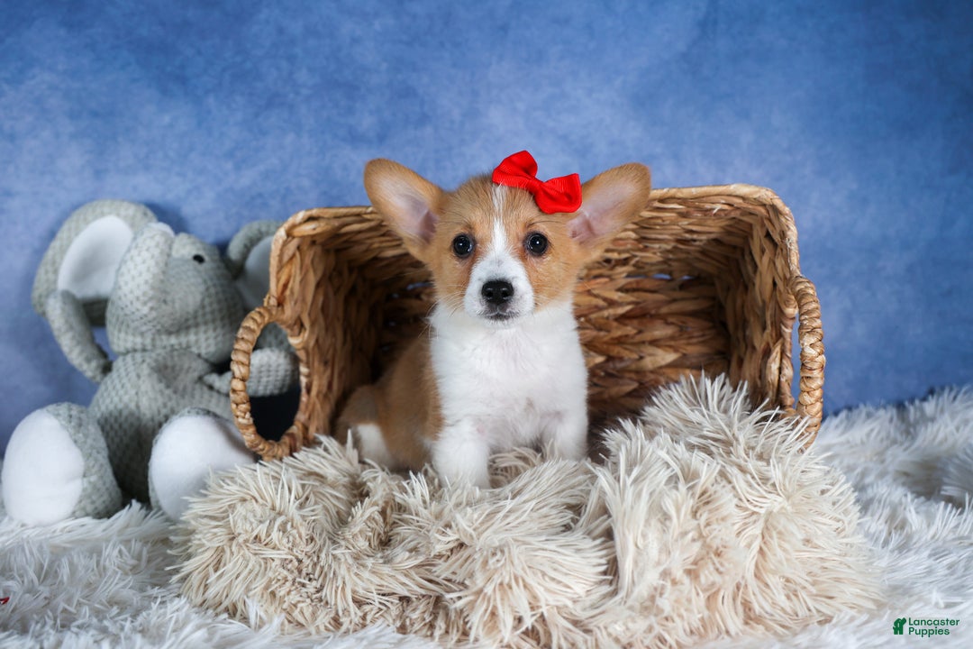 Welsh Corgi Pembroke dogs for sale: Lulu - Ad 1
