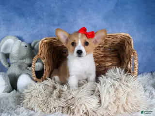 Welsh Corgi Pembroke dogs Lulu - Ad 42