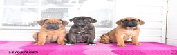 Cane Corso dogs for sale: Max - Ad 5