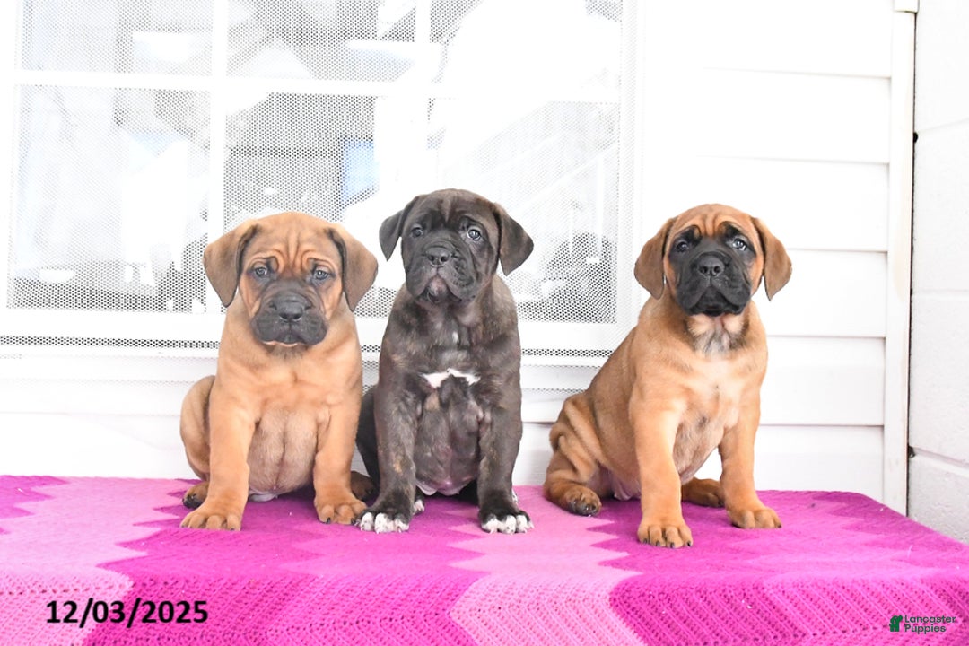 Cane Corso dogs for sale: Max - Ad 5