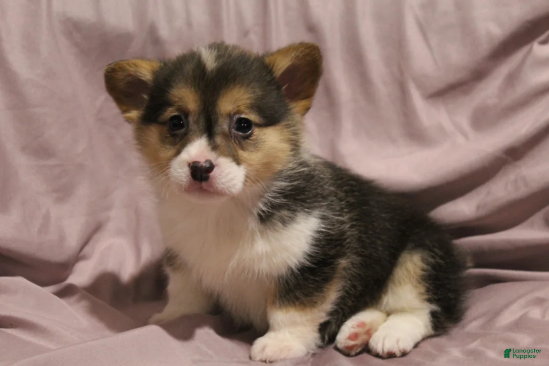 Welsh Corgi Pembroke dogs for sale: Miley - Ad 1