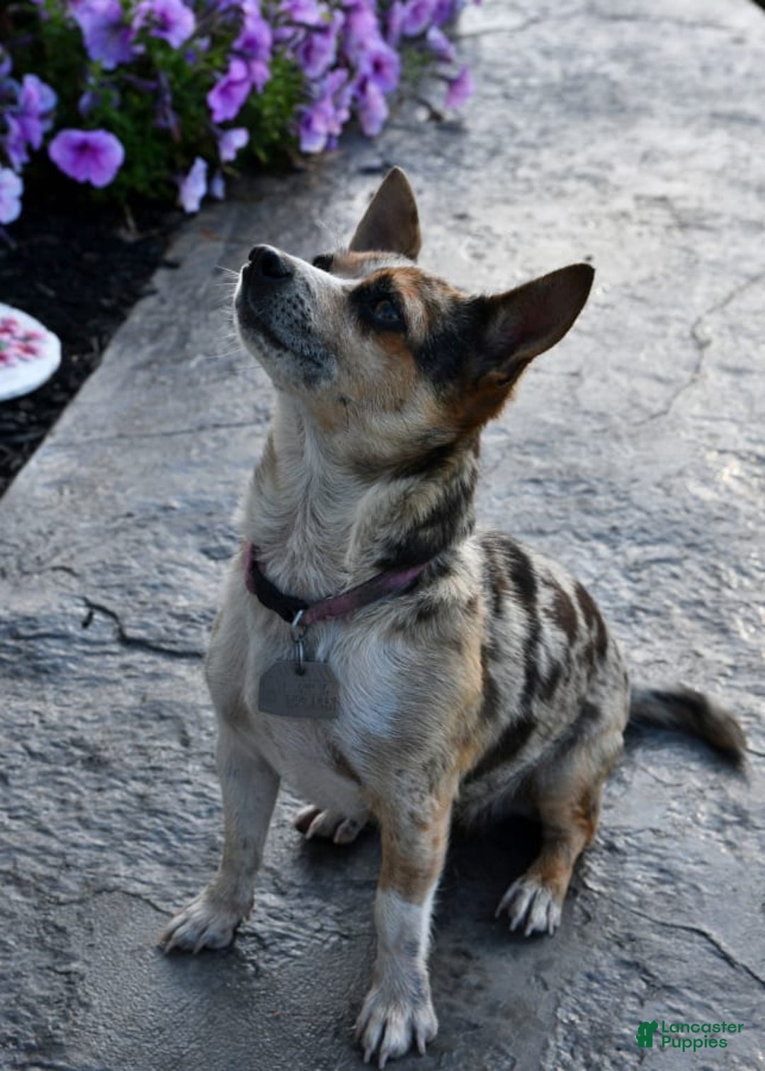 Gallery Image {{count}}