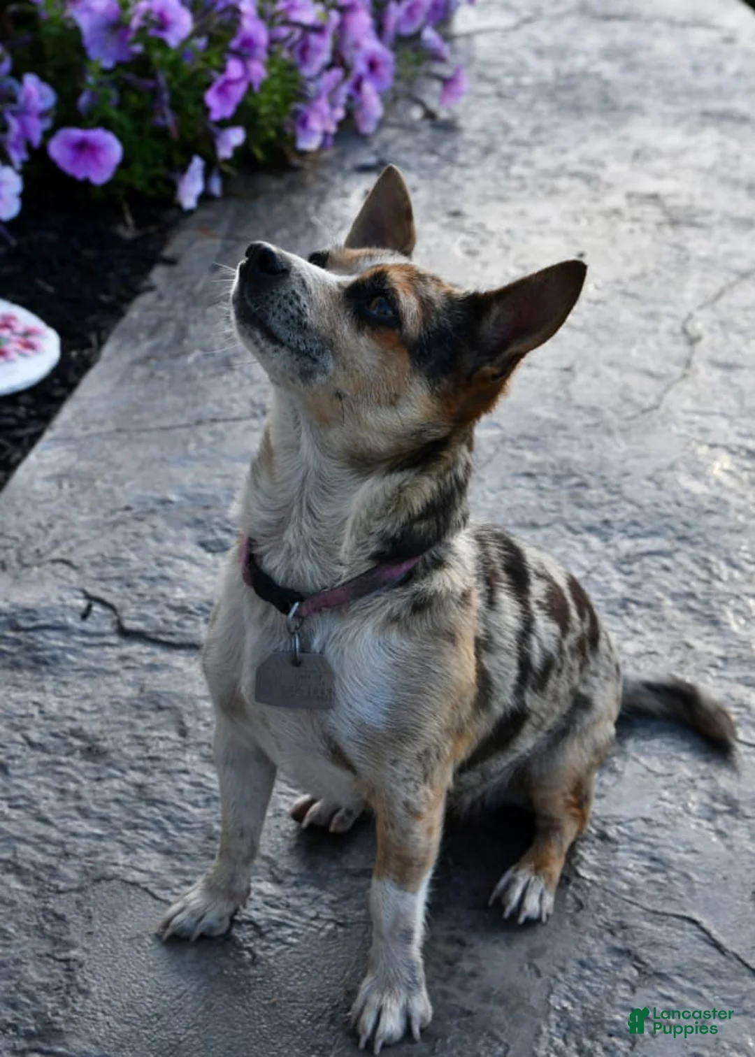 Gallery Image {{count}}