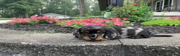 Miniature Dachshund dogs for sale: AKC-Jewel - Ad 9