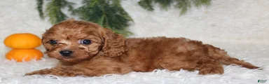 Mini Goldendoodle 2