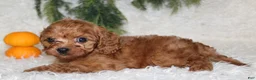Mini Goldendoodle dogs for sale: Mini Goldendoodle 2 - Ad 1