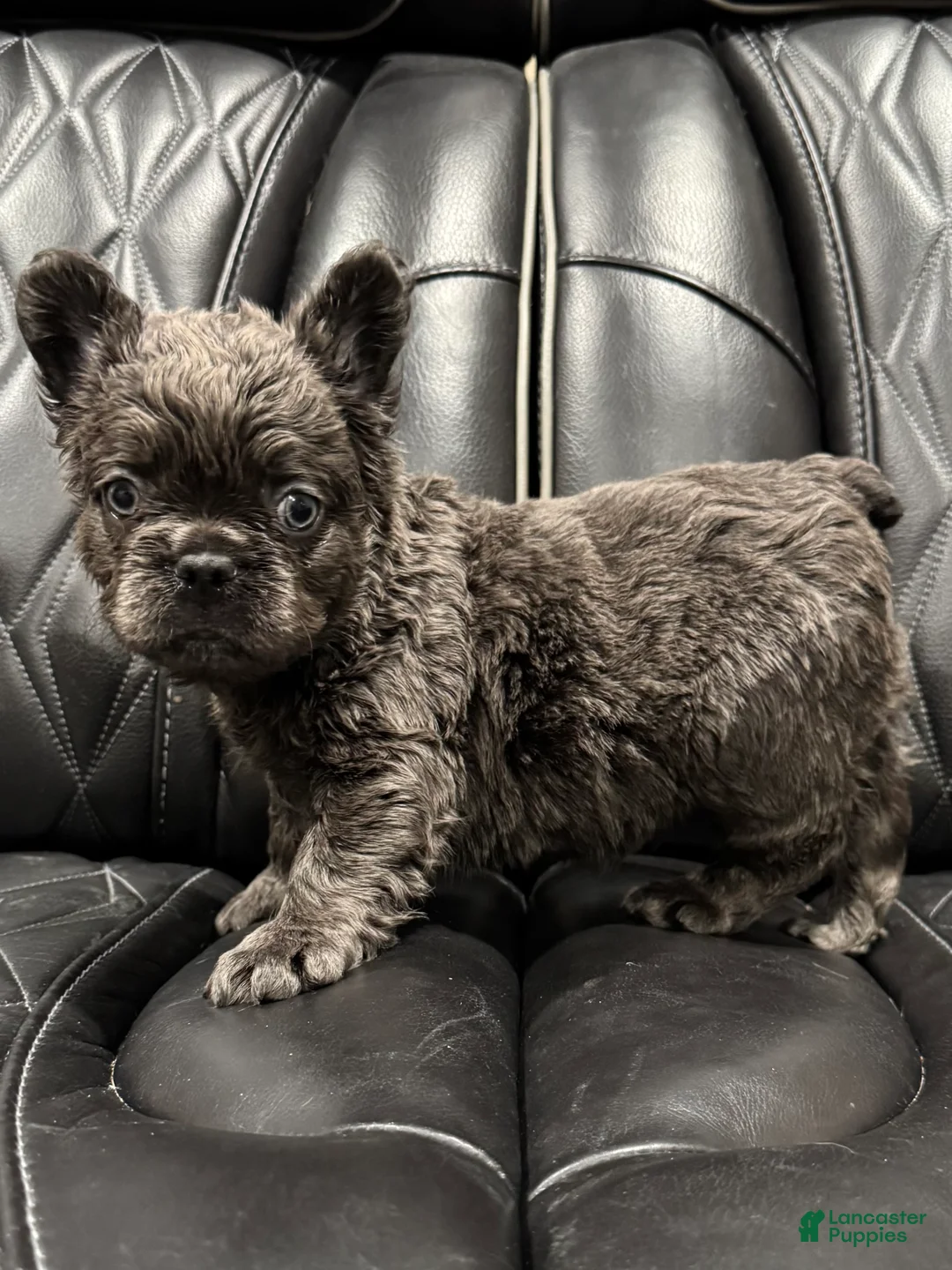 French Bulldog dogs for sale: FLUFFY BENTLEY - Ad 4