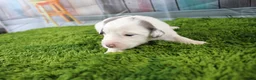 Miniature Australian Shepherd dogs for sale: Harriett - Ad 8