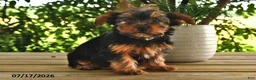 Yorkshire Terrier dogs for sale: Buttercup - Ad 3