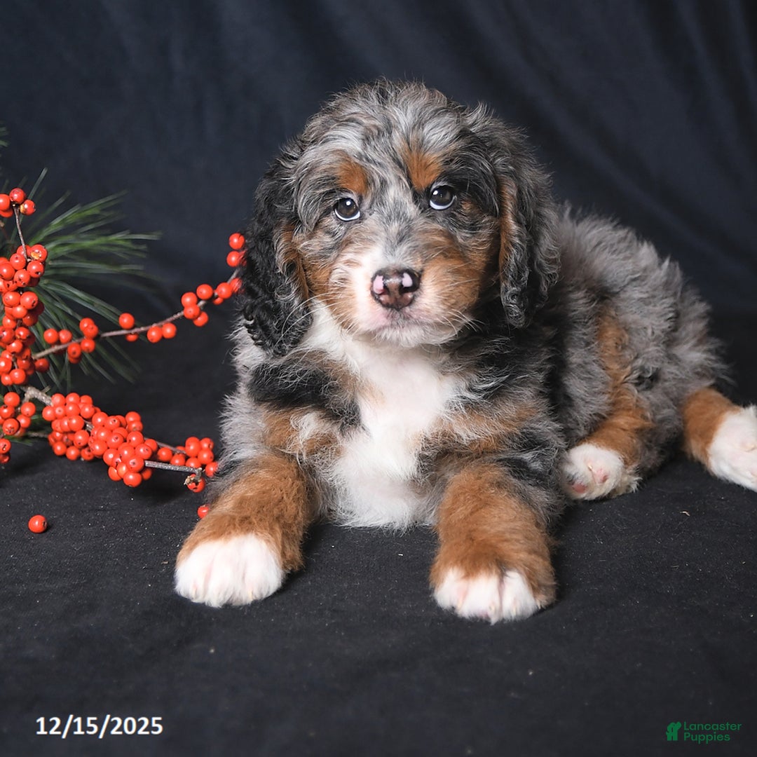 Bernedoodle dogs for sale: Cody - Ad 3