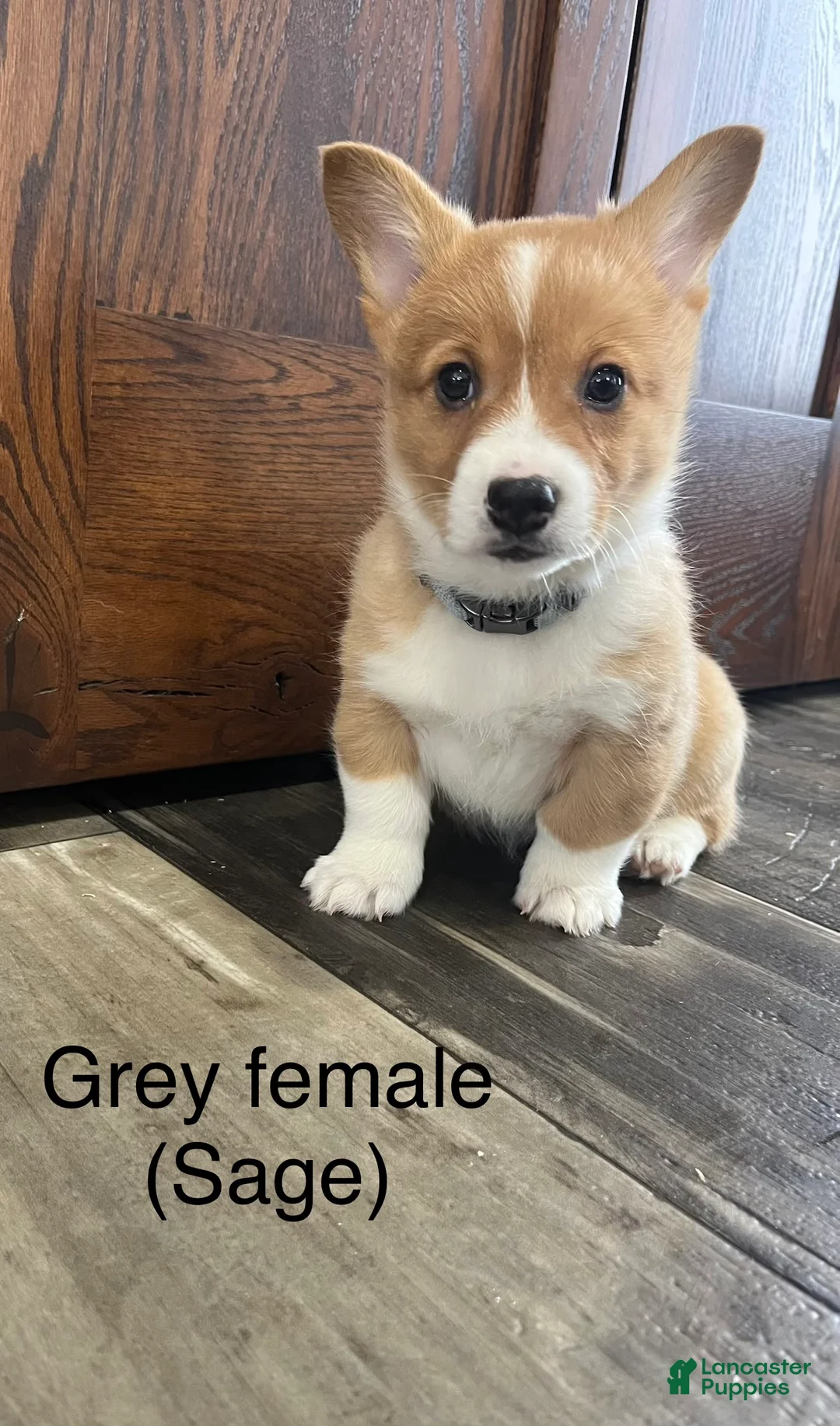 Welsh Corgi Pembroke dogs for sale: Welsh Corgi Pembroke Puppy 4 - Ad 5