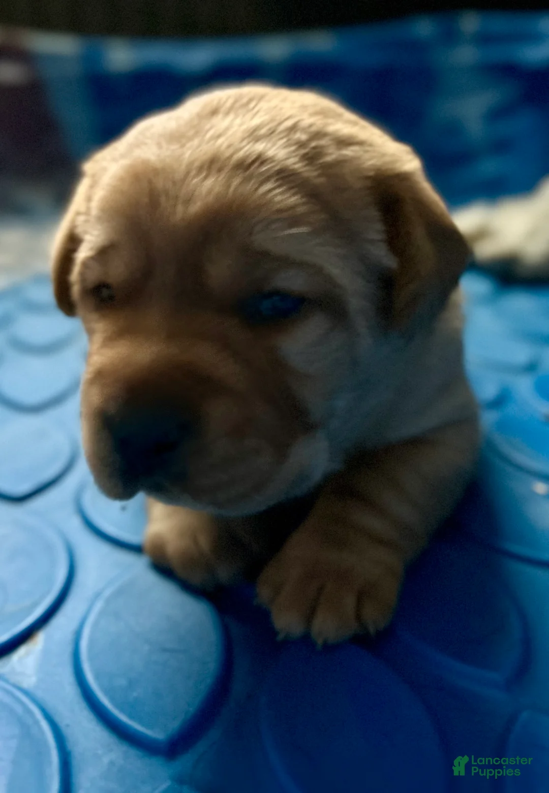 Labrador Retriever dogs for sale: Red  - Ad 2