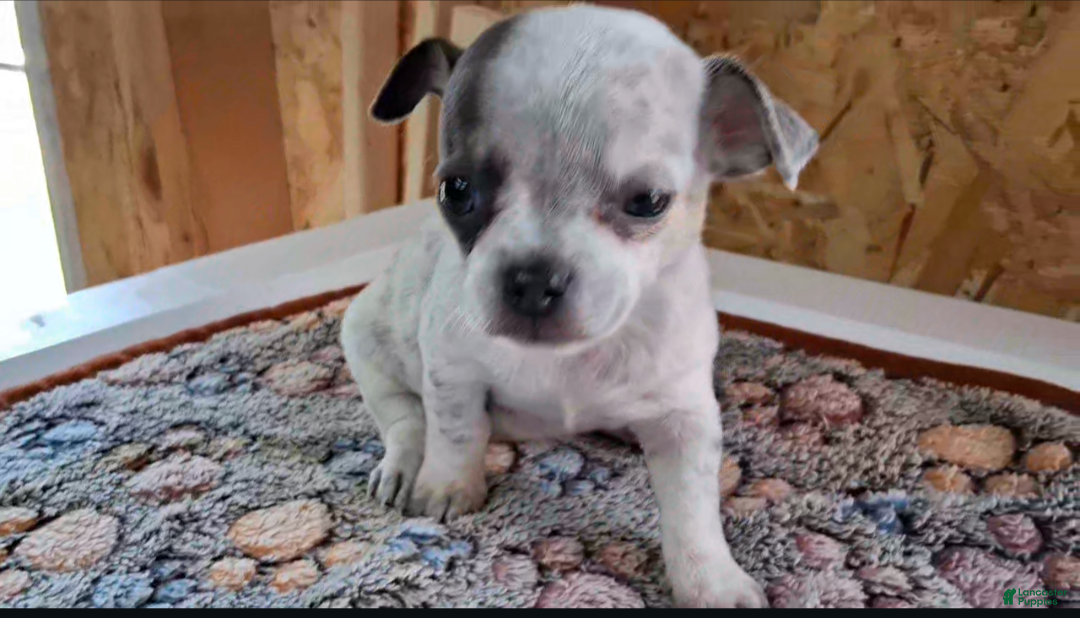 Chihuahua dogs for sale: Jelly - Ad 1