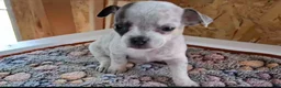 Chihuahua dogs for sale: Jelly - Ad 1