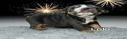English Bulldog dogs for sale: Loki - Ad 2