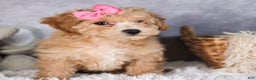 Shihpoo dogs for sale: Eleanor - Ad 2